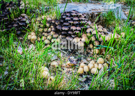 Einen großen Patch von Pilzen auf einem faulenden Baumstumpf. Stockfoto