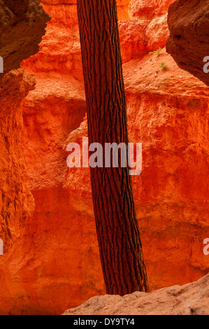 Tanne in der Wall-Street-Sektion des Bryce Canyon National Park in Utah. Stockfoto