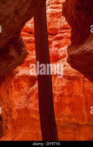 Tanne in der Wall-Street-Sektion des Bryce Canyon National Park in Utah. Stockfoto