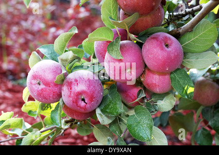 Rote Äpfel am Baum. Close-up. Stockfoto