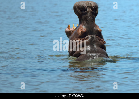 Flusspferd (Hippopotamus Amphibius), Gähnen, Krüger Nationalpark, Südafrika, Afrika Stockfoto