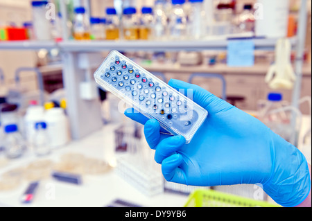 Hand im Handschuh hält Mikrobiologie Test für bakterielle Nachweis Stockfoto