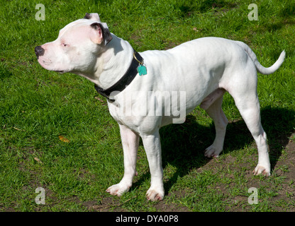 Junge männliche Staffordshire Bullterrier Stockfoto