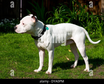 Junge männliche Staffordshire Bullterrier Stockfoto