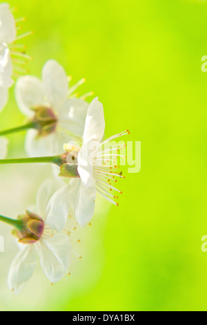 Birne blühenden Blumen im Frühjahr als saisonale Hintergrund Stockfoto