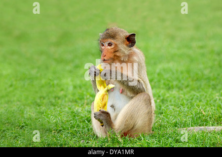 Ansicht der Affe Banane essen Stockfoto