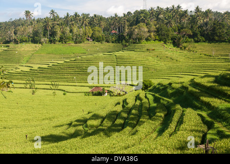 Reisfelder in der Region von Belimbing, in der Nähe von der Straße von Antosari nach Pupuan, Tabanan Regency, Bali, Indonesien Stockfoto