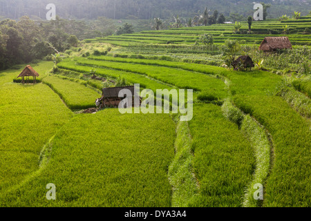 Reisfelder in Region Sidemen, Karangasem Regency, Bali, Indonesien Stockfoto