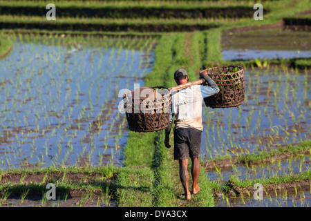 Mann arbeitet auf Reisfeld in Region Antosari und Belimbing (wahrscheinlich näher an Antosari), Bali, Indonesien Stockfoto