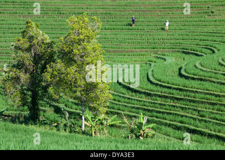 Zwei Personen arbeiten am Reisfeld in Region Antosari und Belimbing, nahe der Straße von Antosari nach Pupuan, Bali, Indonesien Stockfoto