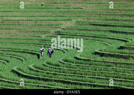 Zwei Personen arbeiten am Reisfeld in Region Antosari und Belimbing, nahe der Straße von Antosari nach Pupuan, Bali, Indonesien Stockfoto