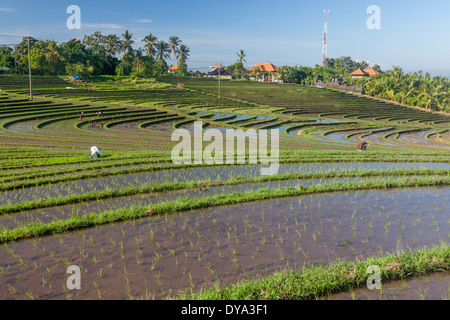 Menschen, die auf Reisfelder im Gebiet von Antosari und Belimbing (wahrscheinlich näher an Antosari), Bali, Indonesien Stockfoto