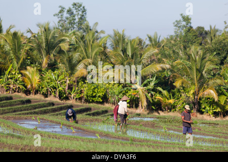 Gruppe von Menschen, die Arbeiten am Reisfeld in Region Antosari und Belimbing (wahrscheinlich näher an Antosari), Bali, Indonesien Stockfoto