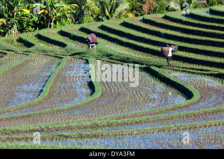 Mann arbeitet auf Reisfeld in Region Antosari und Belimbing (wahrscheinlich näher an Antosari), Bali, Indonesien Stockfoto