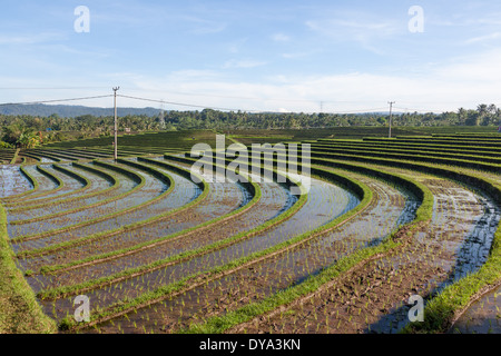 Reisfelder in Region Antosari und Belimbing (wahrscheinlich näher an Antosari), Bali, Indonesien Stockfoto