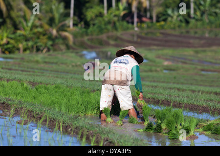 Frau pflanzt Reis auf dem Reisfeld in Region Antosari und Belimbing (wahrscheinlich näher an Antosari), Bali, Indonesien Stockfoto