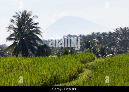 Reisfeld in Region Antosari und Belimbing, nahe der Straße von Antosari nach Pupuan, Tabanan Regency, Bali, Indonesien Stockfoto