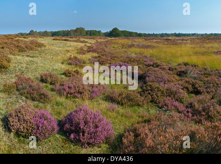 Niederlande Holland Europa Deelen Gelderland Landschaft Blumen Herbst Heide Heide Nationalpark de Hoge Veluwe Natur, Stockfoto
