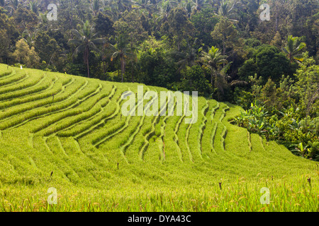 Reisfeld in Region Belimbing, nahe der Straße von Antosari nach Pupuan, Tabanan Regency, Bali, Indonesien Stockfoto