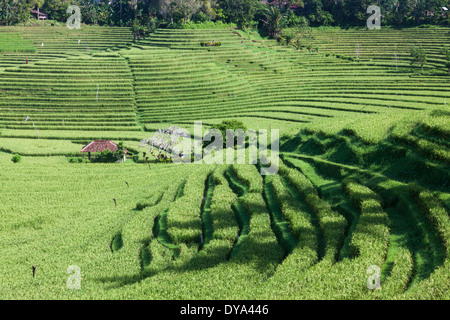 Reisfelder in der Region von Belimbing, in der Nähe von der Straße von Antosari nach Pupuan, Tabanan Regency, Bali, Indonesien Stockfoto