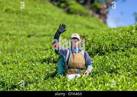 Man Ernte Tee (Camellia Sinensis) auf Tee-Plantage in der Nähe von Ciwidey, West-Java, Indonesien Stockfoto