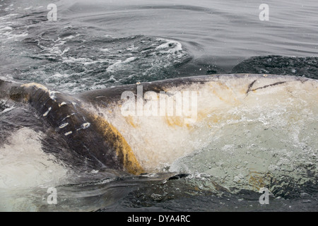 Buckelwale ernähren sich von Krill in Wilhelmena Bay auf der antarktischen Halbinsel. Stockfoto