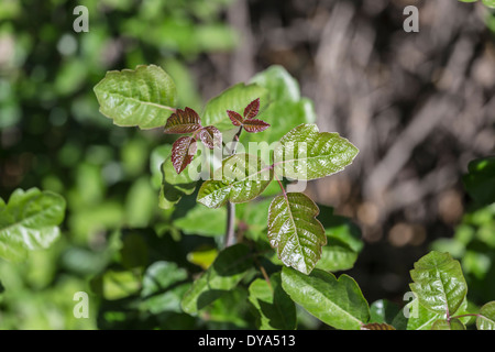 Poison Oak frischen Frühling Wachstum zeigt. Stockfoto