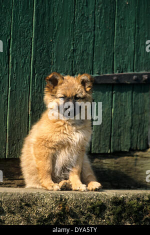 Harzer Fuchs, Harzer Fuchs, Haustier, Haustier, Hund, jung, Porträt, Welpe, Stockfoto