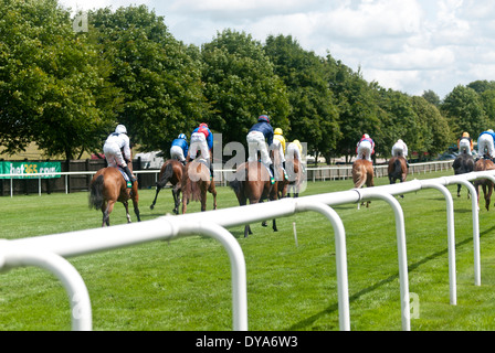 Pferderennen Sie, Pferde, Jockeys, Rennen, Newmarket, braunen, grünen Rasen, weiße Zaun Stockfoto