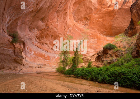 Alkoven Cottonwood Pappeln Coyote Gulch unten Wüstenlack Entwässerung Escalante Glen Canyon National Recreation Area Grand S Stockfoto