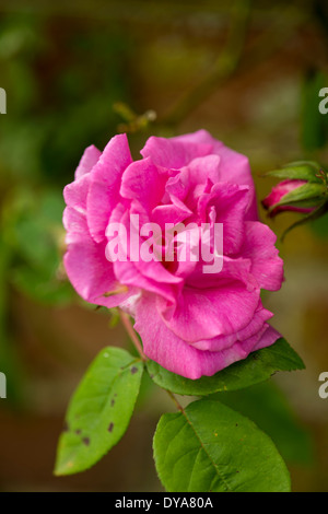 Rosa rose wächst vor Backsteinmauer, offene Flowerhead und geschlossenen Knospe, grüne Blätter Stockfoto