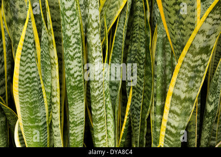 Baja Baja del Sur Mexiko Mittelamerika Mutter im Gesetz Zunge Schlange Pflanze Sansevieria Trifasciata Muster grün gelb botanischen, Stockfoto