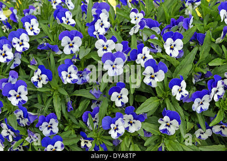 Europa, Italien, Stiefmütterchen, Stiefmütterchen, Blumen, Muster, Pflanzen Stockfoto