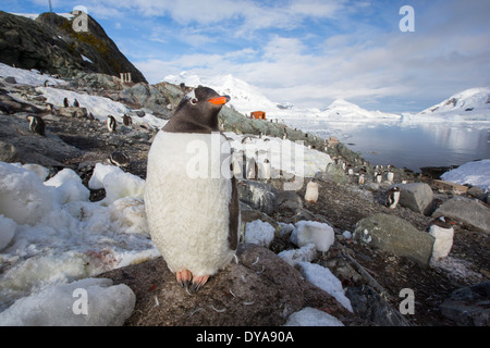 Gentoo Penguins unter atemberaubende Küstenlandschaft in Paradise Bay von Graham Land auf die antarktische Halbinsel Stockfoto