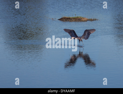 Rötliche Silberreiher auf der Suche nach Mittagessen Stockfoto