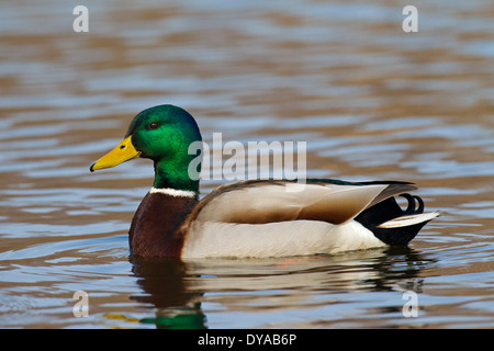 Stockente / Stockente (Anas Platyrhynchos) männlich / Drake Schwimmen im See in der Zucht Gefieder im Frühjahr Stockfoto