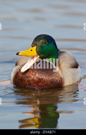 Stockente / Stockente (Anas Platyrhynchos) männlich / Drake im Gefieder im Frühjahr Zucht im See schwimmen und aufrufen Stockfoto