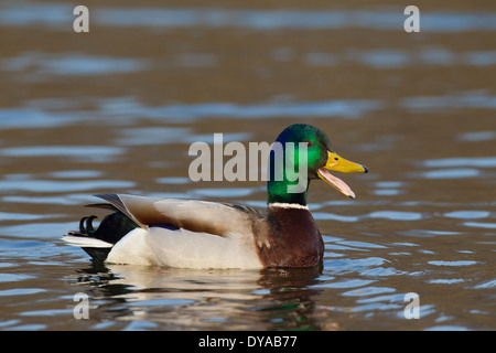 Stockente / Stockente (Anas Platyrhynchos) männlich / Drake im Gefieder im Frühjahr Zucht im See schwimmen und aufrufen Stockfoto