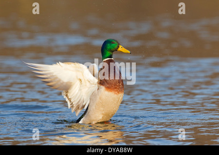Stockente / Stockente (Anas Platyrhynchos) männlich / Drake in See mit Flügeln schlägt in der Zucht Gefieder im Frühjahr Stockfoto