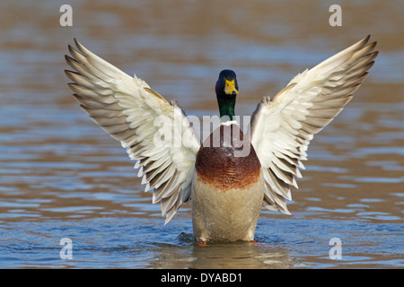 Stockente / Stockente (Anas Platyrhynchos) männlich / Drake in See mit Flügeln schlägt in der Zucht Gefieder im Frühjahr Stockfoto