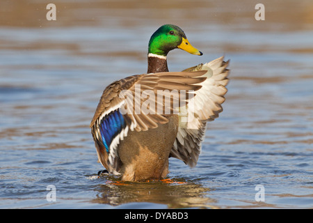 Stockente / Stockente (Anas Platyrhynchos) männlich / Drake in See mit Flügeln schlägt in der Zucht Gefieder im Frühjahr Stockfoto