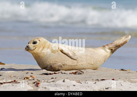 Gemeinsamen Dichtung / Seal harbor / Hafen Dichtung (Phoca Vitulina) juvenile Ruhe am Strand Stockfoto