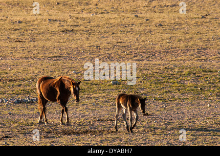 Namibische Wildpferde, Equus Ferus Caballus, eine Stute und ihr Fohlen, zu Fuß an der Wasserstelle Garub Aus, Namibia, Afrika Stockfoto