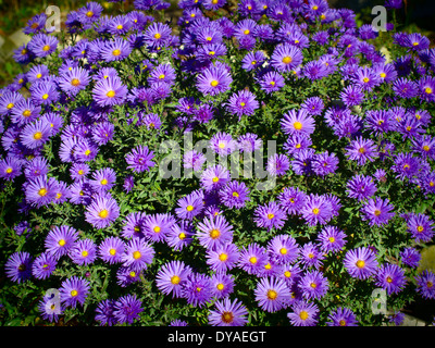 kleine blaue Chrysantheme Stockfoto