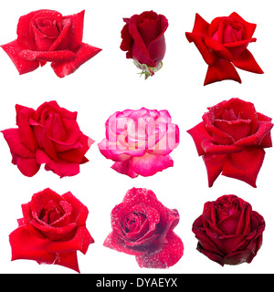 Collage aus neun rote Rosen Stockfoto