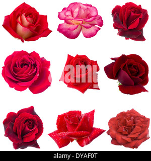 Collage aus neun rote Rosen Stockfoto