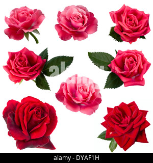 Collage aus acht rote Rosen Stockfoto