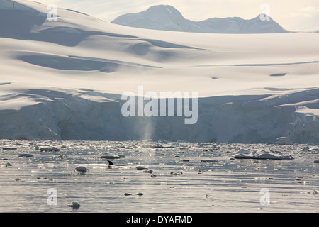 Minke Whales(Balaenoptera acutorostrata) Fütterung in die Gerlache Strait in der Antarktis. Stockfoto