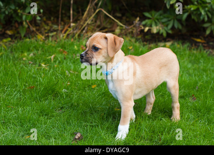 Puggle Hund in s Garten Stockfoto