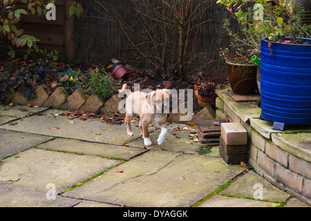 Puggle Hund in s Garten Stockfoto